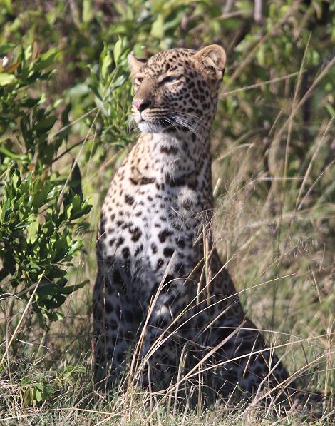 Leopard, Kaboso Tochter