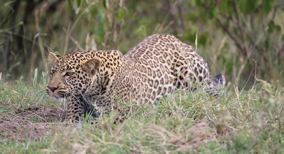 Kaboso Sohn, Leopard - Masai Mara