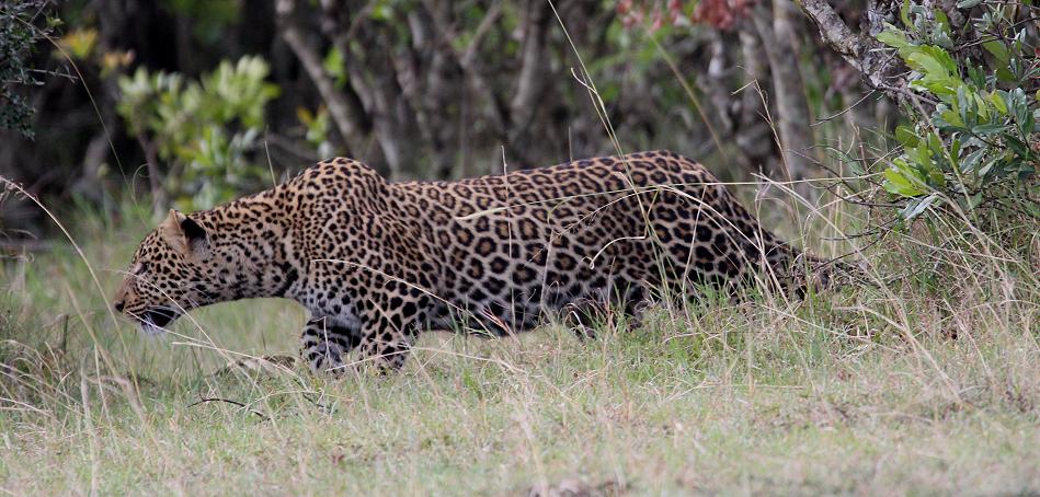 Kaboso Sohn, Leopard - Masai Mara