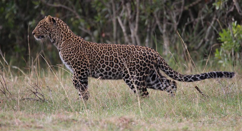 Kaboso Sohn, Leopard - Masai Mara