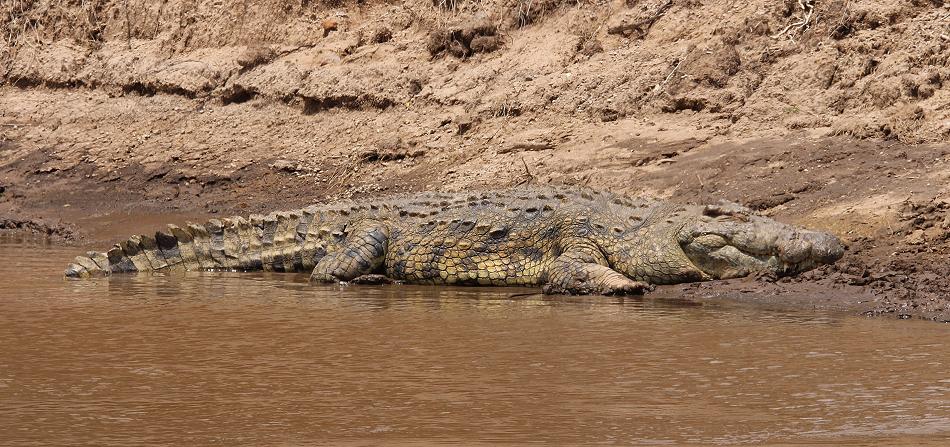 Nilkrokodil im mara River