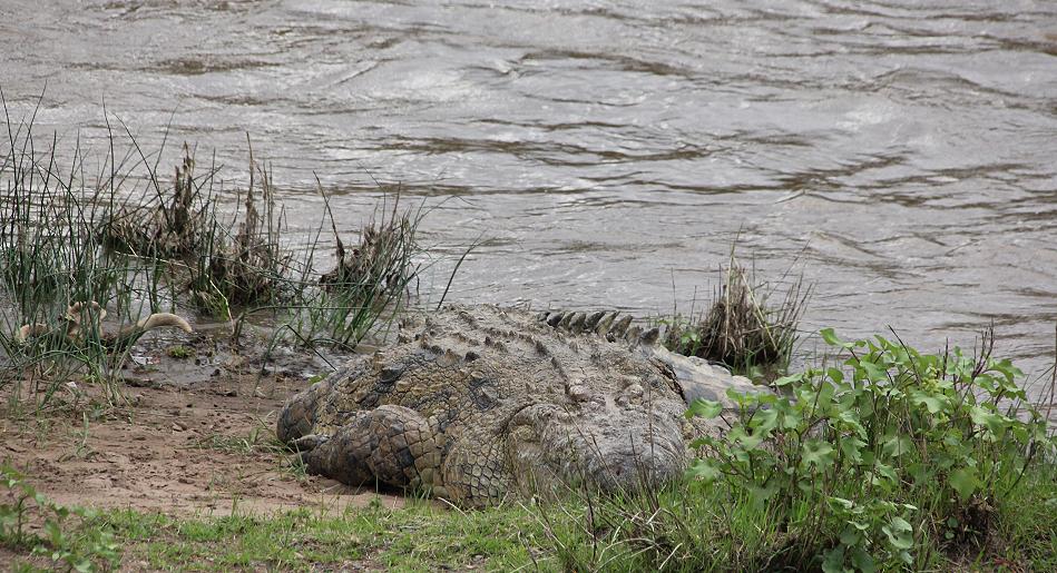 Nilkrokodil am Mara River