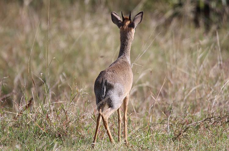 Dik Dik