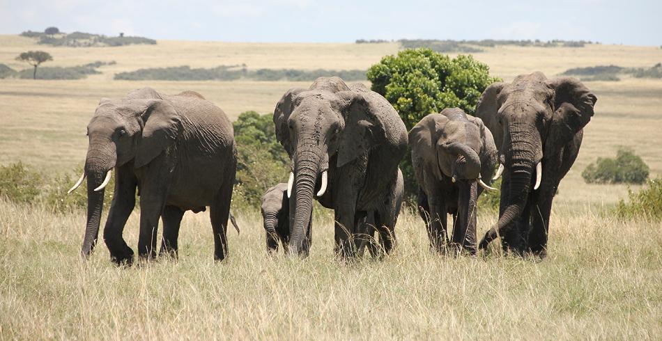 Mara Game Drive, selfdrive