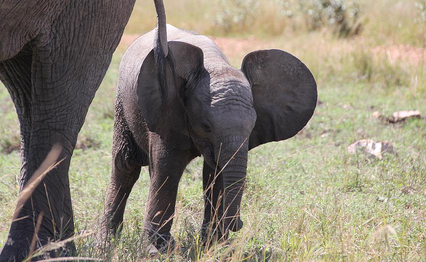 Mara Game Drive, selfdrive