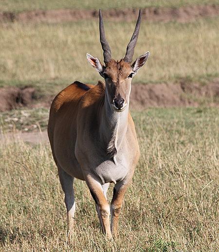 Elenantilope
