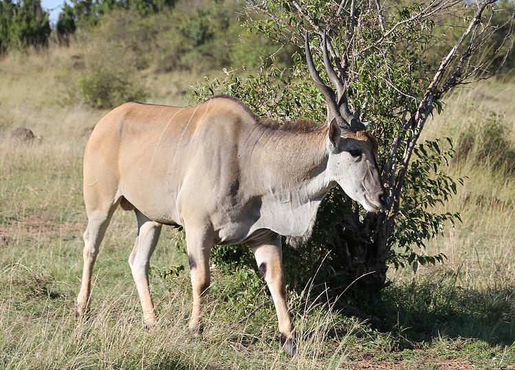 Elenantilope