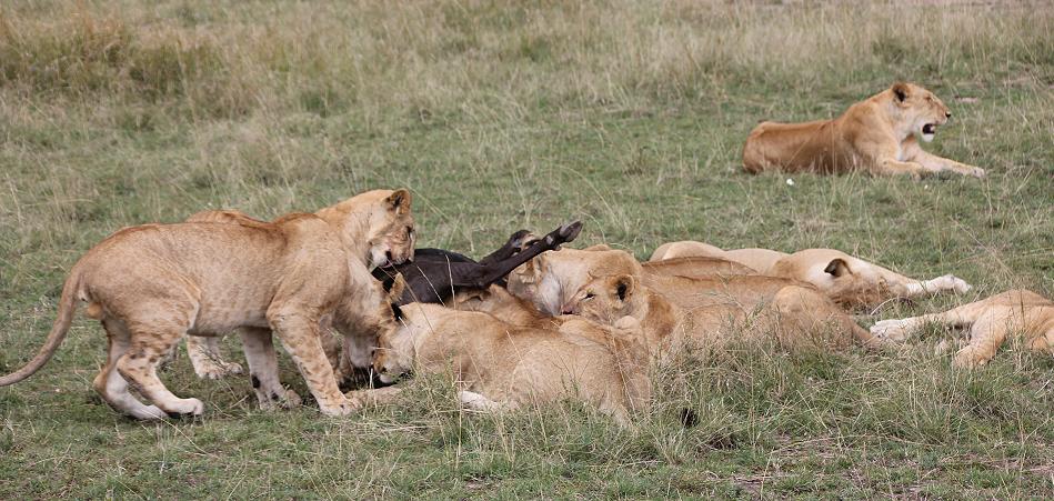 Enkuyanai Löwen mit Kill