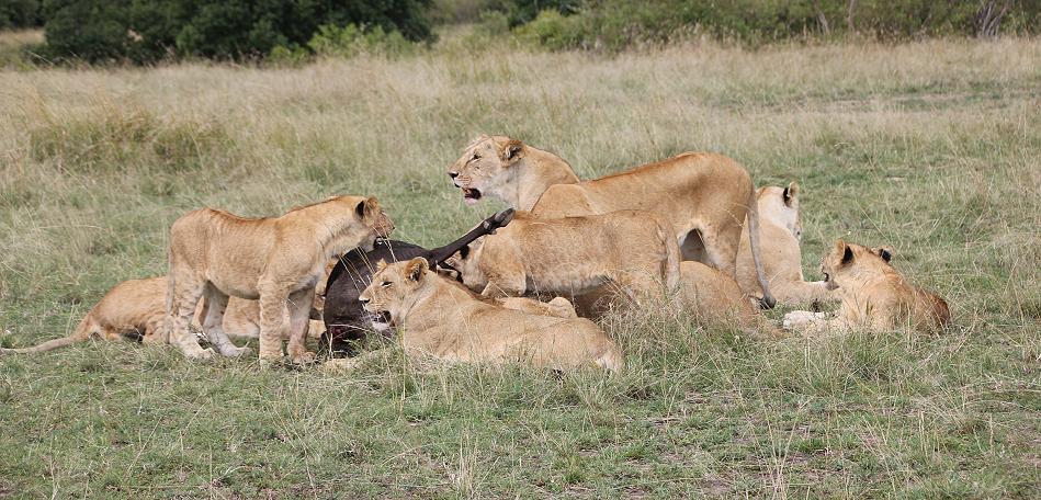 Enkuyanai Löwen mit Kill