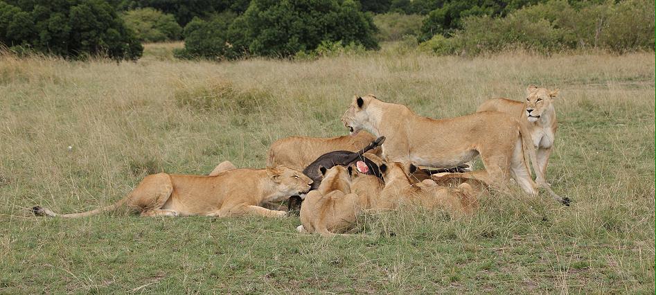 Enkuyanai Löwen mit Kill