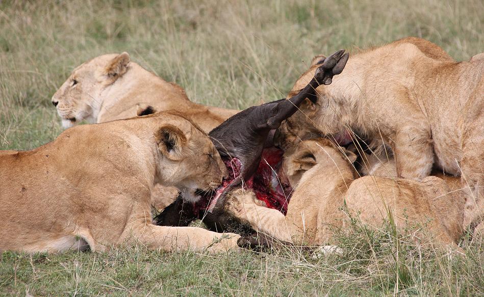 Enkuyanai Löwen mit Kill
