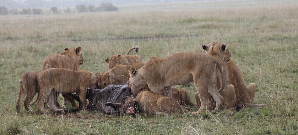 Enkuyanai Löwen mit Kill