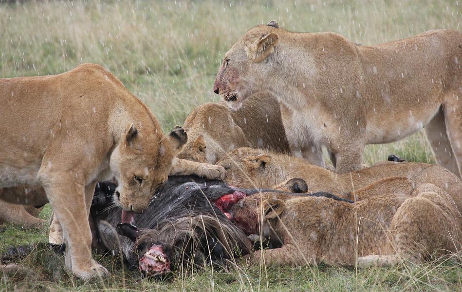 Enkuyanai Löwen mit Kill