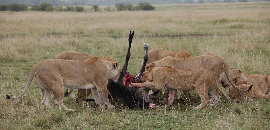 Enkuyanai Löwen mit Kill
