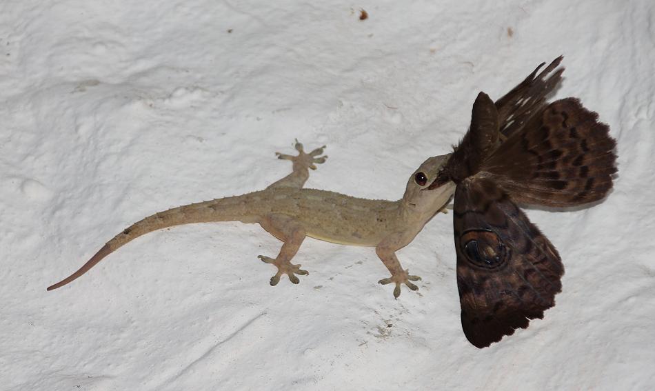 Hausgecko erlegt Nachfalter