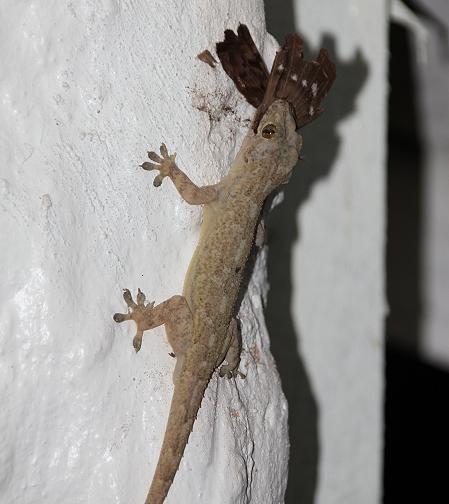 Hausgecko erlegt Nachfalter