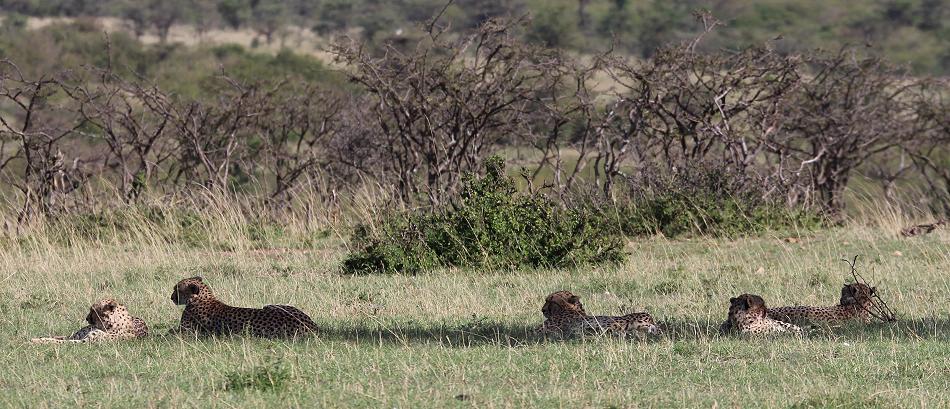 5 Geparden FAST FIFE, Masai Mara