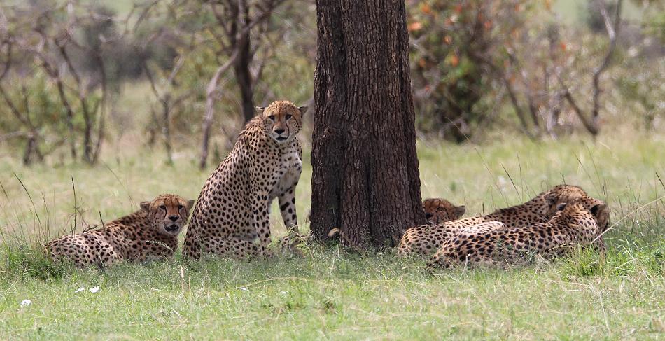 5 Geparden FAST FIFE, Masai Mara