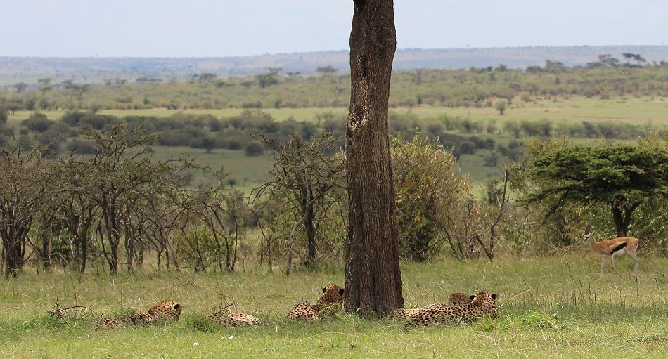 5 Geparden FAST FIFE, Masai Mara