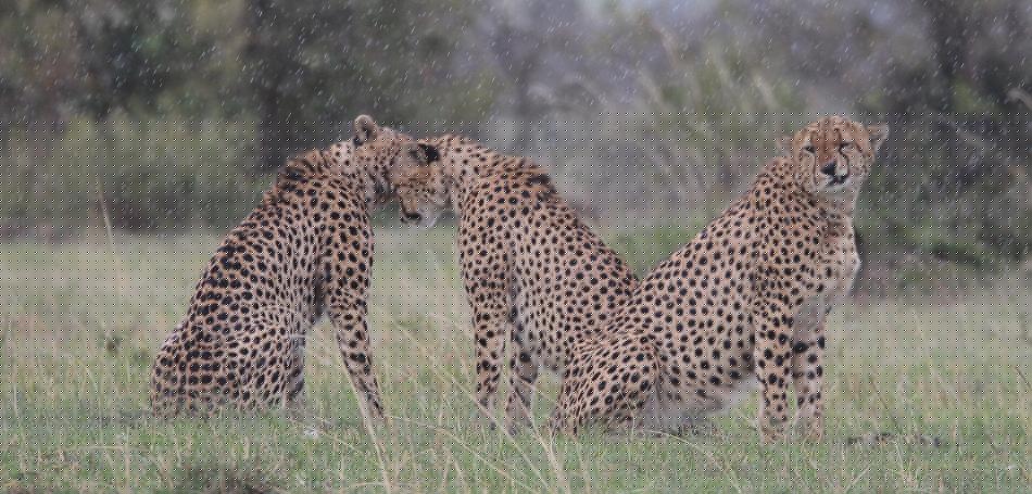 5 Geparden FAST FIFE, Masai Mara