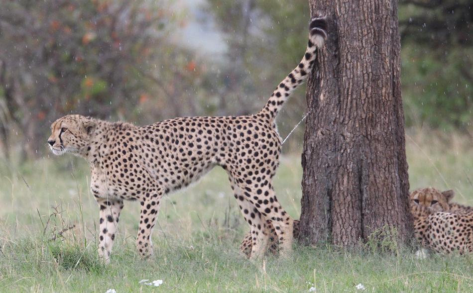 5 Geparden FAST FIFE, Masai Mara