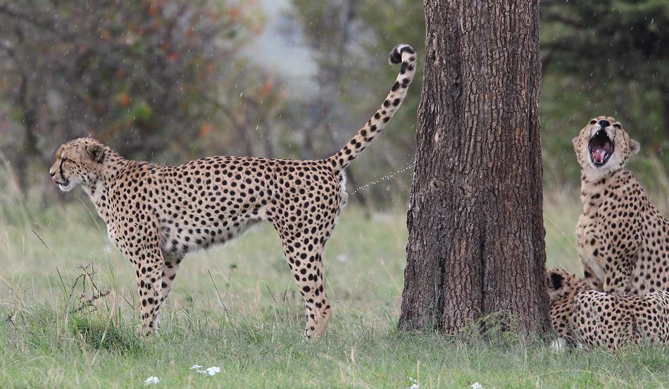 5 Geparden FAST FIFE, Masai Mara