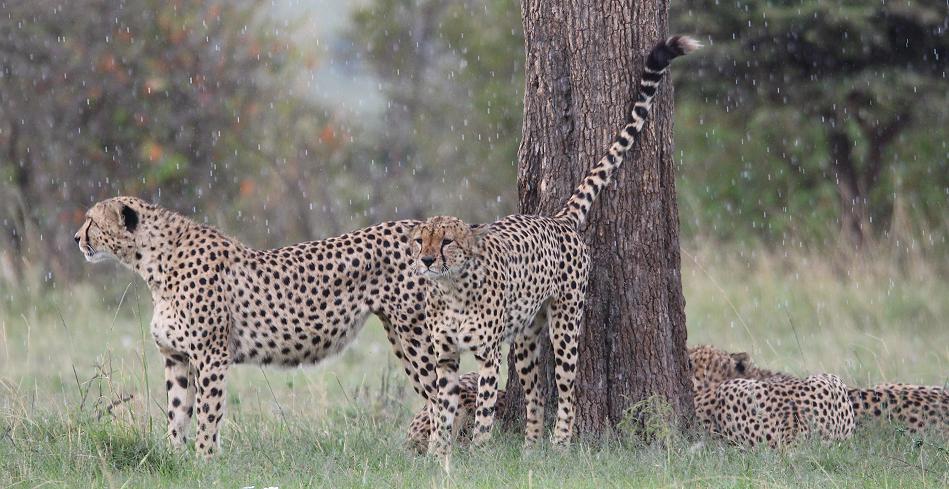 5 Geparden FAST FIFE, Masai Mara