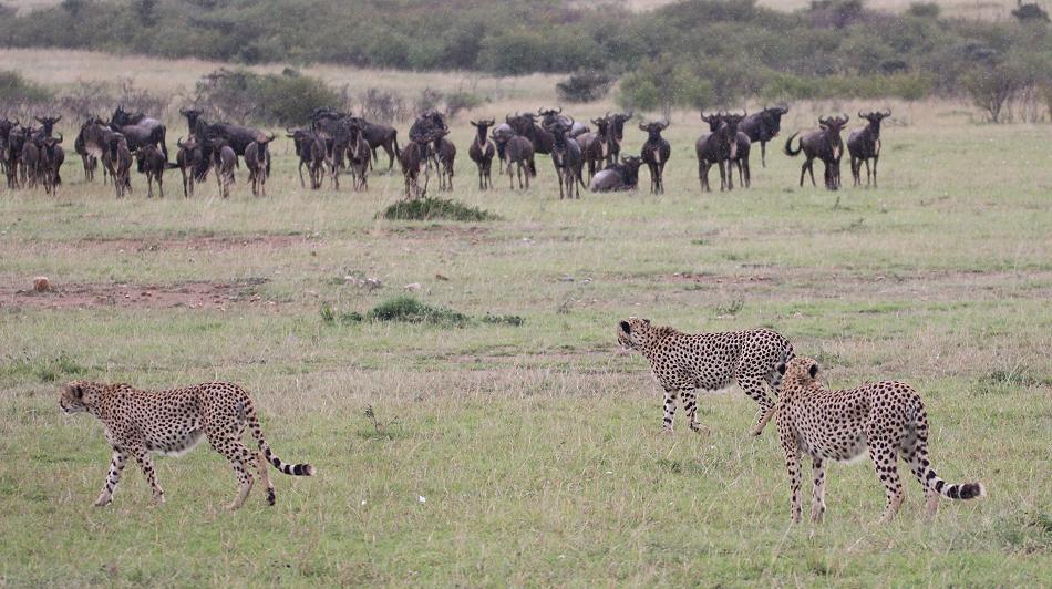 5 Geparden FAST FIFE, Masai Mara