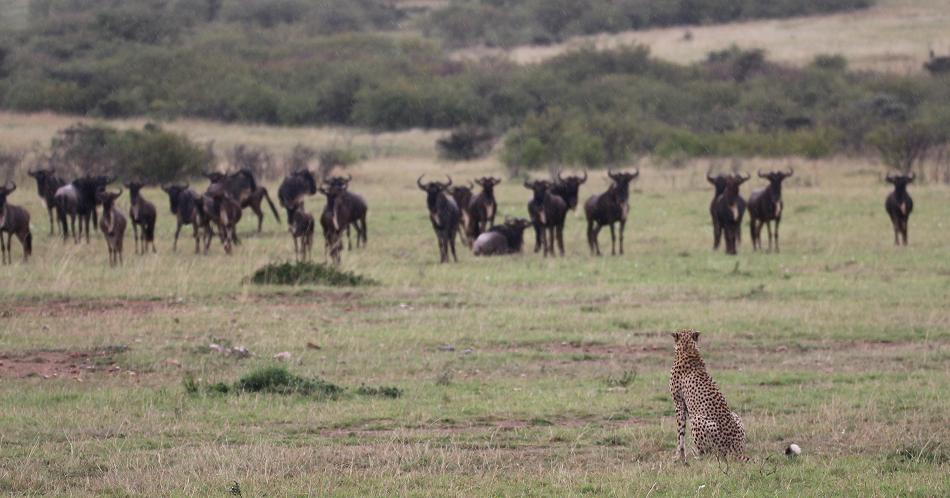 5 Geparden FAST FIFE, Masai Mara
