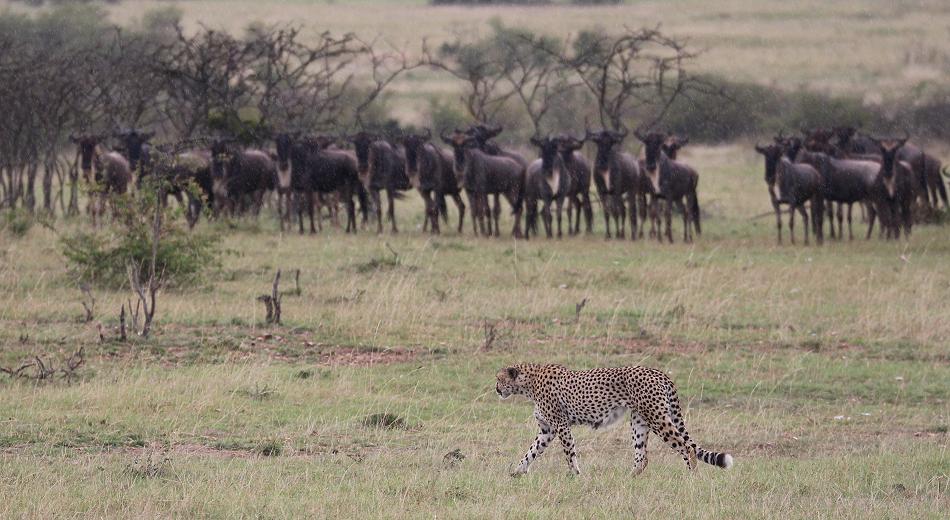 5 Geparden FAST FIFE, Masai Mara
