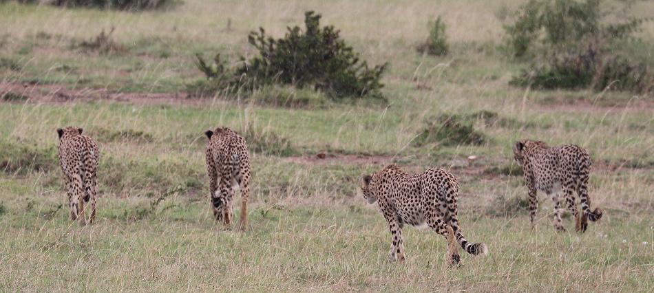 5 Geparden FAST FIFE, Masai Mara