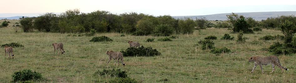 5 Geparden FAST FIFE, Masai Mara