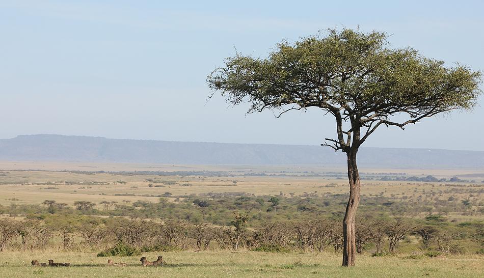 5 Geparden FAST FIFE, Masai Mara