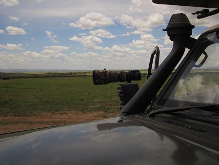 5 Geparden FAST FIFE, Masai Mara