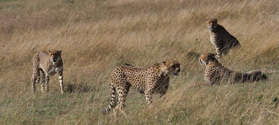 5 Geparden FAST FIFE, Masai Mara