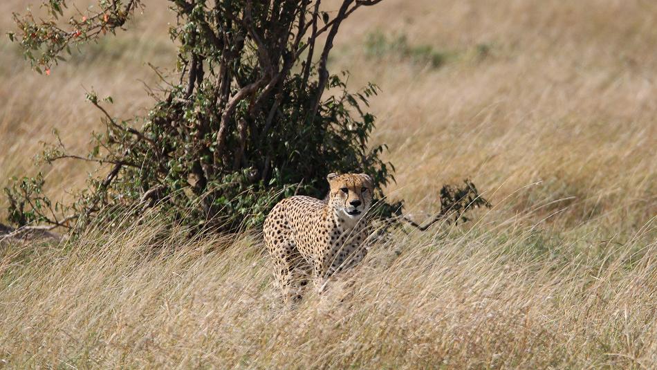 5 Geparden FAST FIFE, Masai Mara