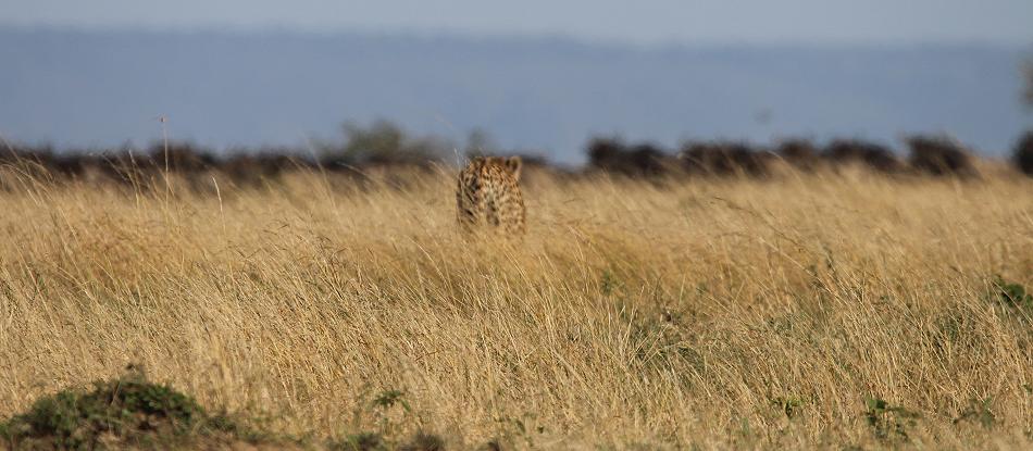 5 Geparden FAST FIFE, Masai Mara