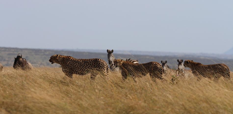5 Geparden FAST FIFE, Masai Mara