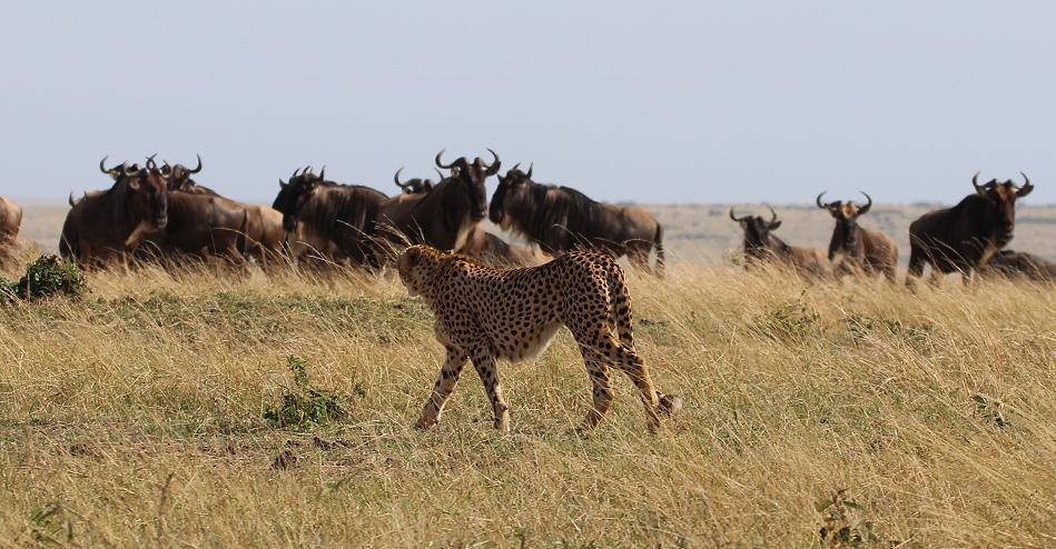 5 Geparden FAST FIFE, Masai Mara