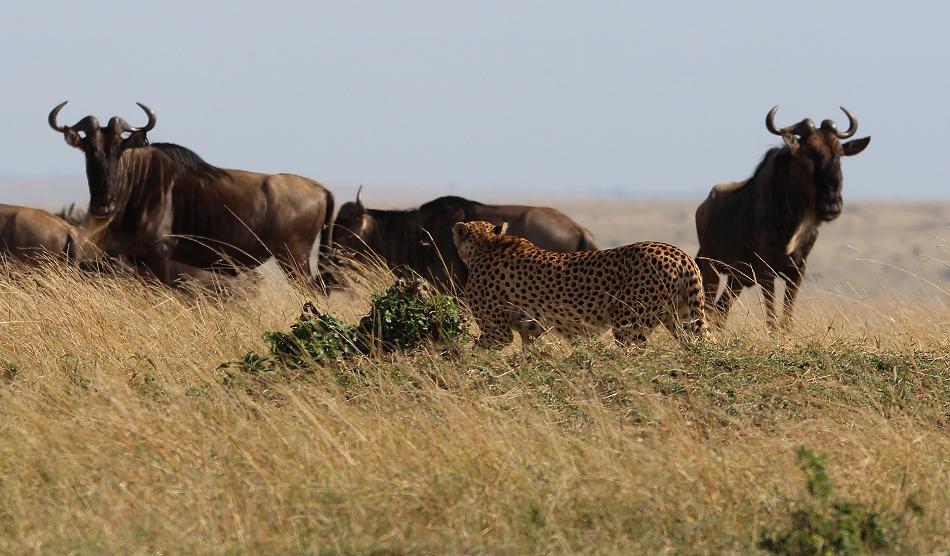 5 Geparden FAST FIFE, Masai Mara