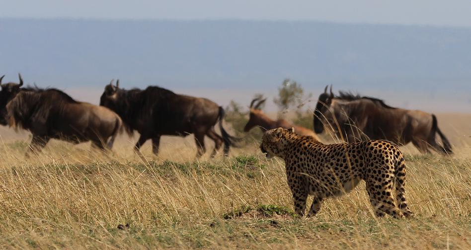5 Geparden FAST FIFE, Masai Mara
