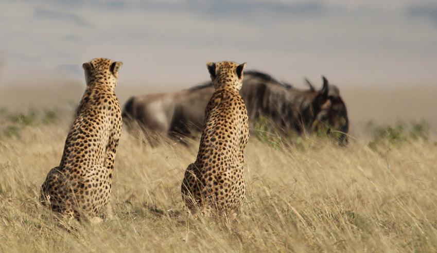 5 Geparden FAST FIFE, Masai Mara