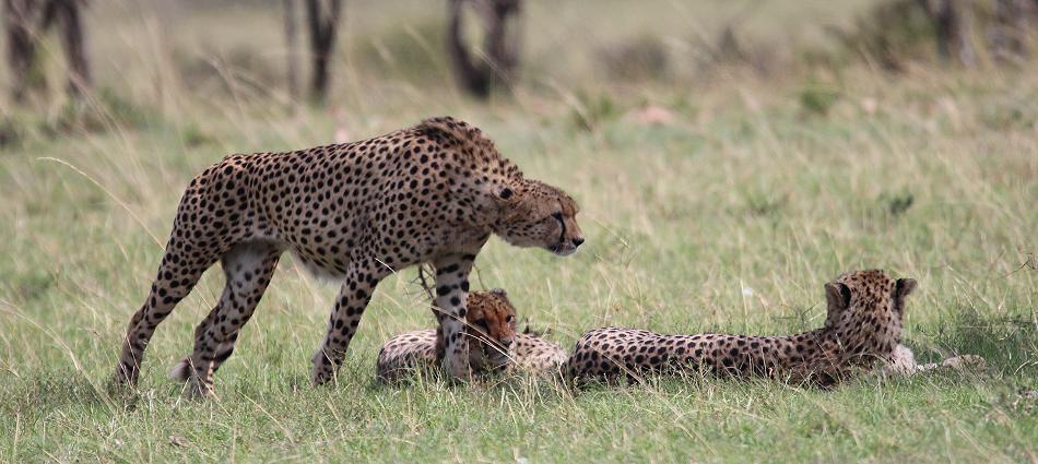 5 Geparden FAST FIFE, Masai Mara