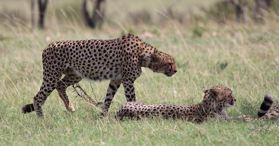 5 Geparden FAST FIFE, Masai Mara