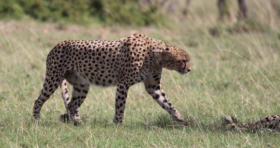 5 Geparden FAST FIFE, Masai Mara