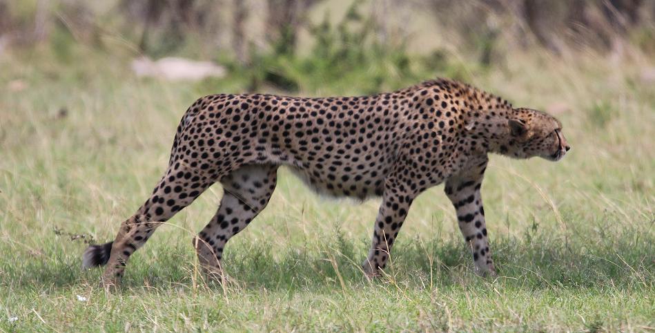 5 Geparden FAST FIFE, Masai Mara