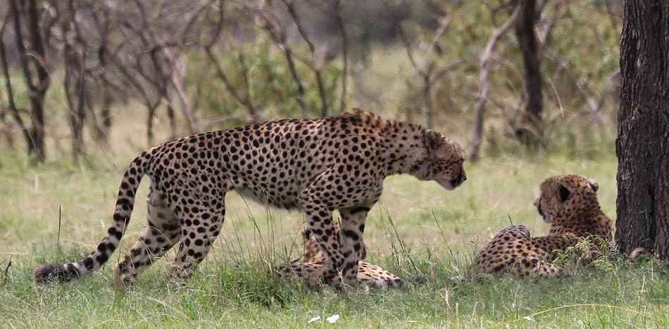 5 Geparden FAST FIFE, Masai Mara