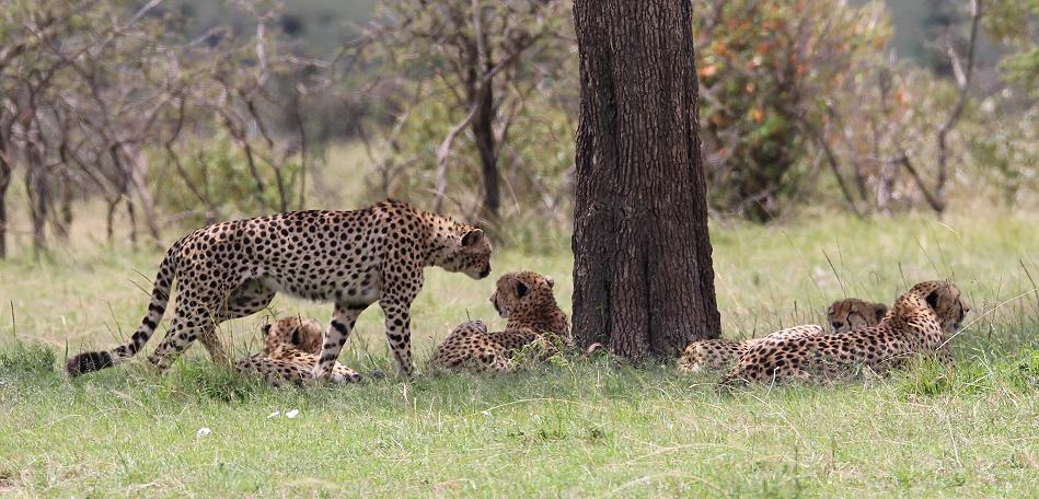 5 Geparden FAST FIFE, Masai Mara