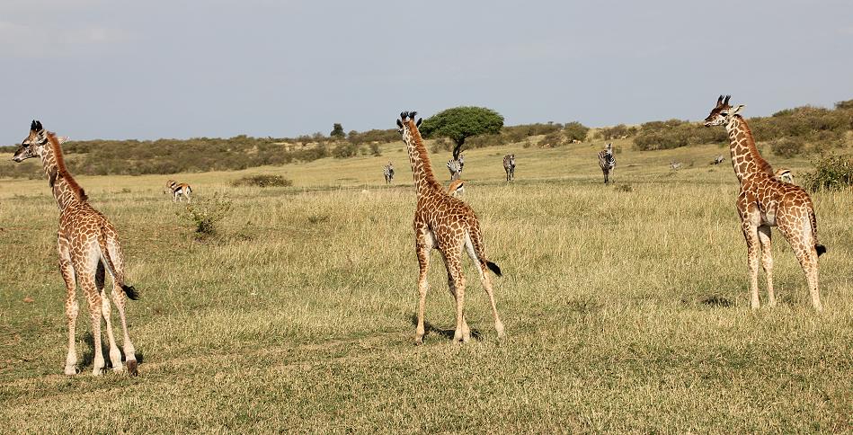 Masai Giraffen