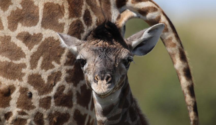 Giraffengeburt